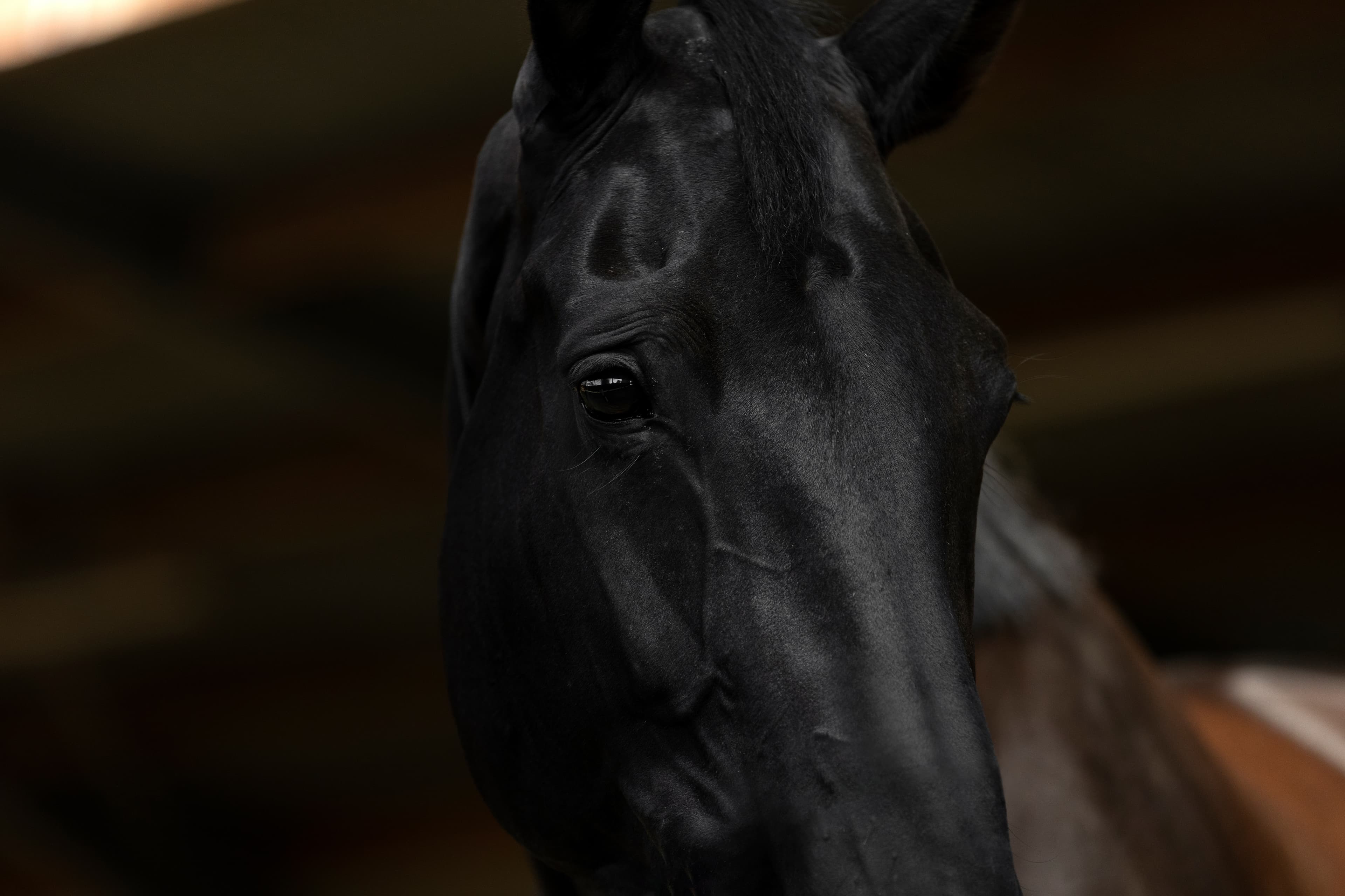 We zijn de kudde kwijt