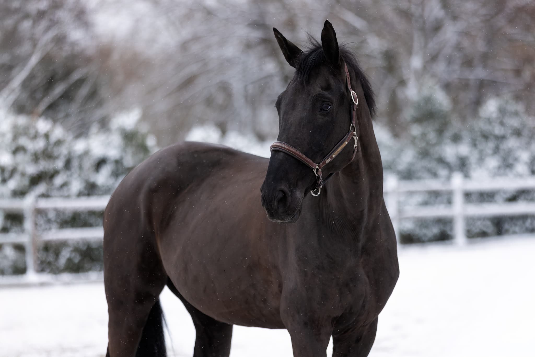 Coaching met eigen paard