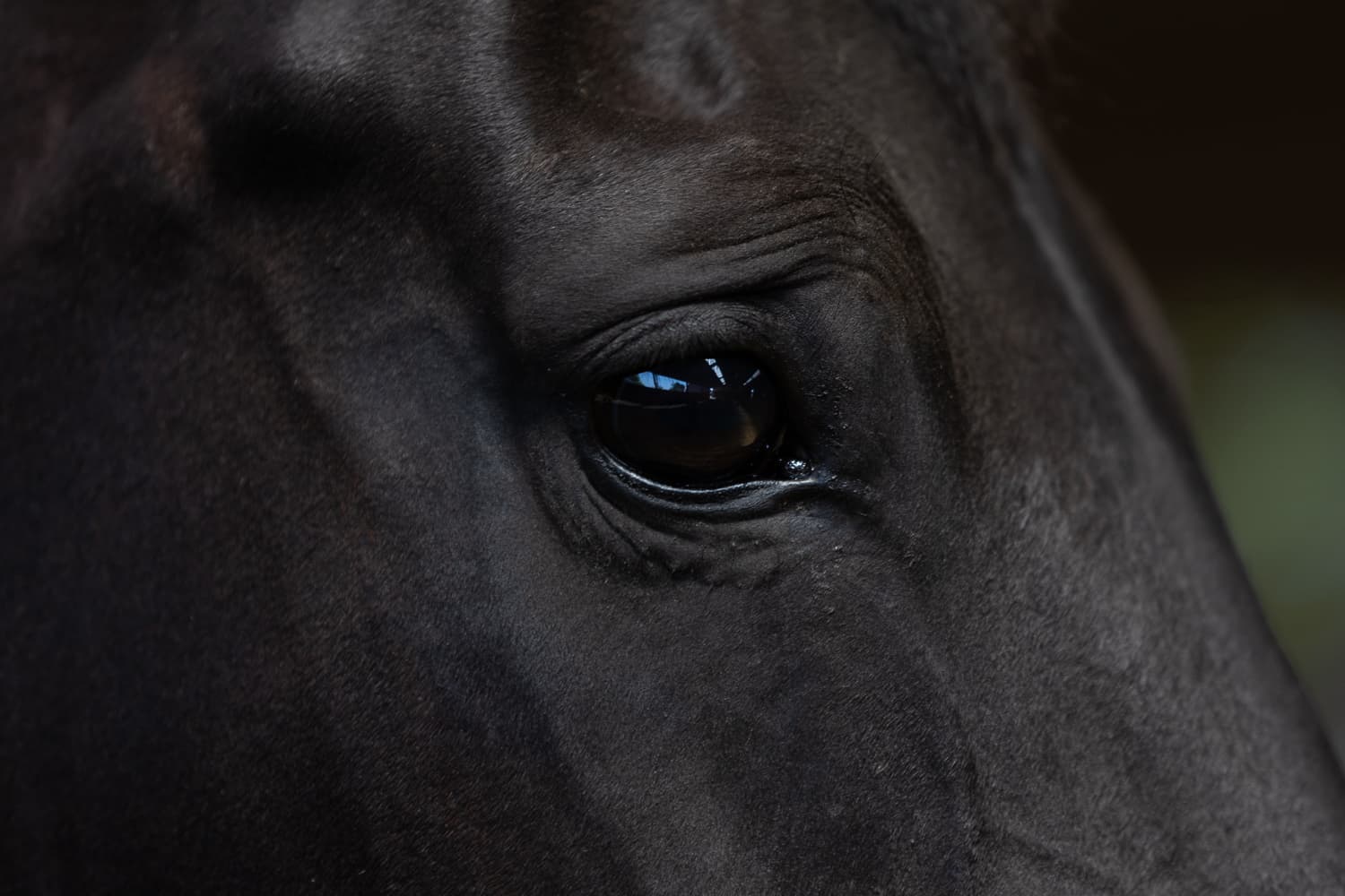 Het collectief geweten van de kudde