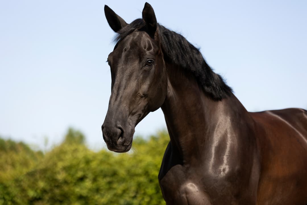 Wees je paard zijn anker, niet zijn uitdaging